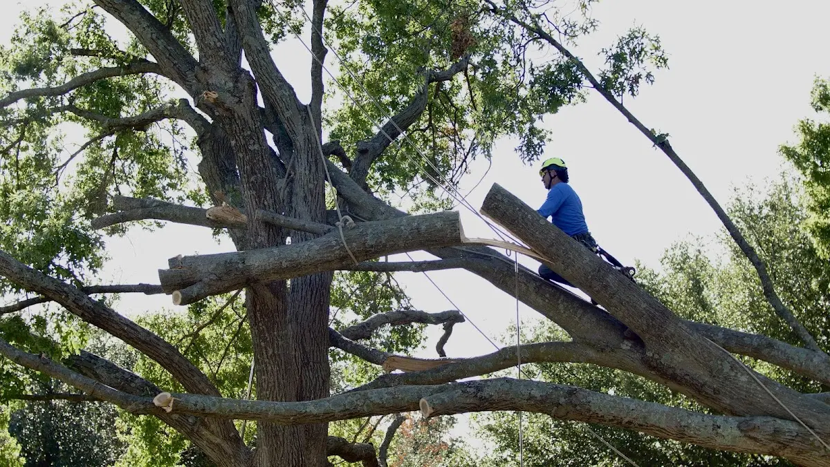 Professional Hazardous Tree Removal performed by certified arborists in Mitchell