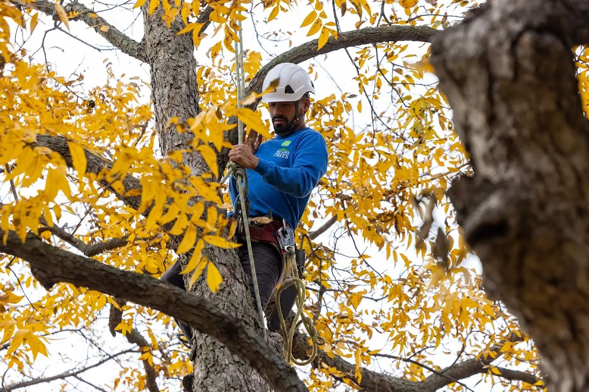 Skilled Storm Damage Cleanup crew working in Mitchell